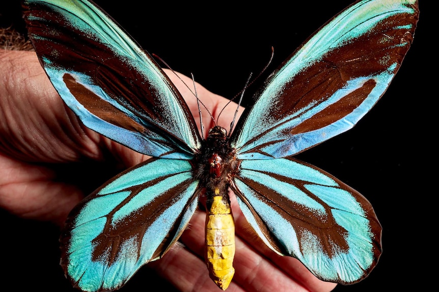 Aqua butterfly with bright yellow body in front of a hand
