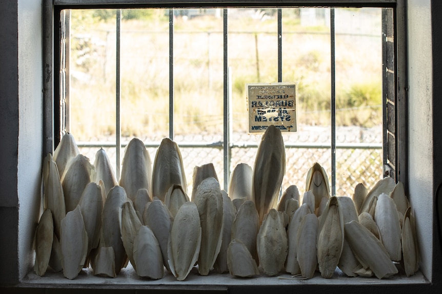 Colour photo of clay and phosphate cuttlefish sculptures resting on window still in the day time.