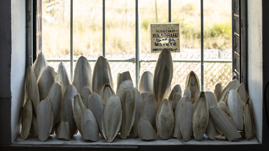 Colour photo of clay and phosphate cuttlefish sculptures resting on window still in the day time.