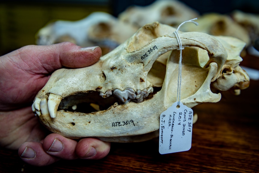 A close-up of a hand holding a dingo's skull, which is tagged with information.