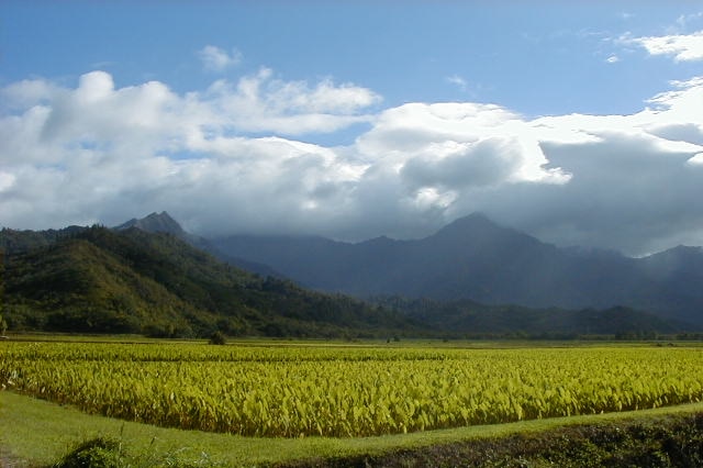 Lush green taro fields in the foreground, towering mountains in the background.
