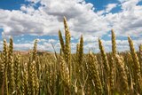 A wheat crop in western Victoria.