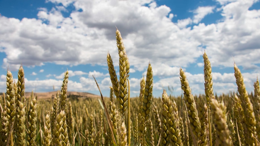 A wheat crop in western Victoria.