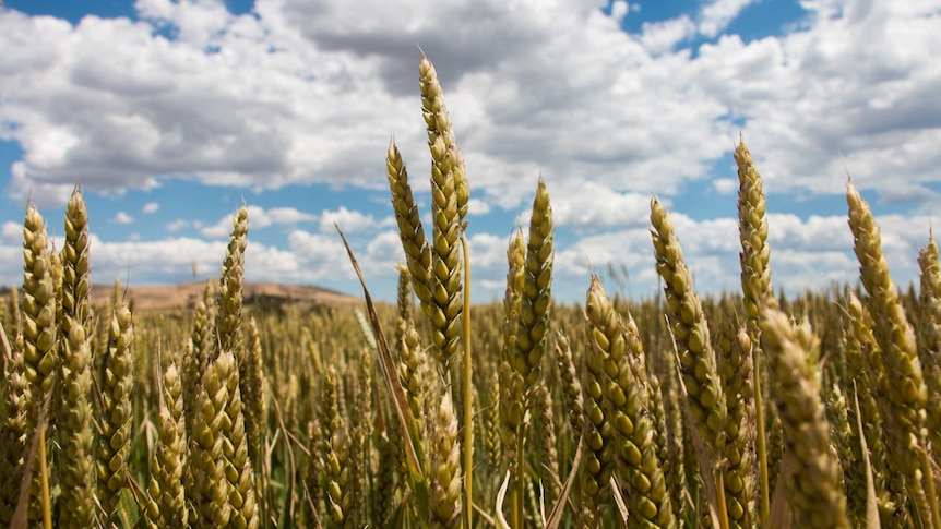 A wheat crop in western Victoria.