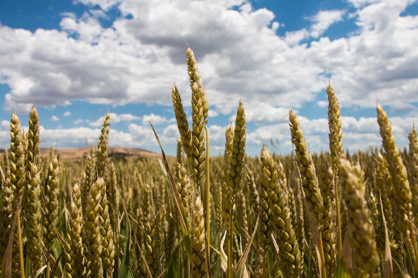 A damaged wheat crop in the western district of Victoria.