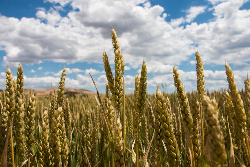 A wheat crop in western Victoria.