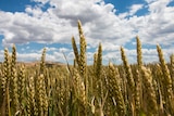A wheat crop in western Victoria.