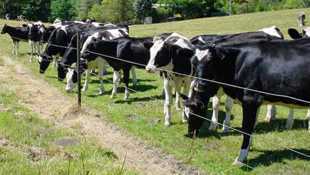Dairy heifers in a paddock in north-east Tasmania