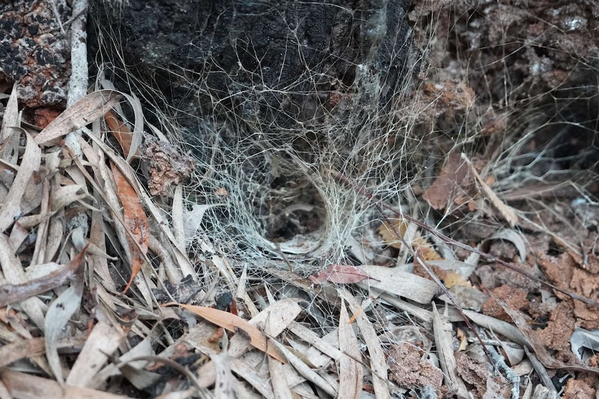 An opening to a funnel web nest among leaf litter.