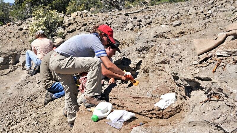 Excavating for a new species