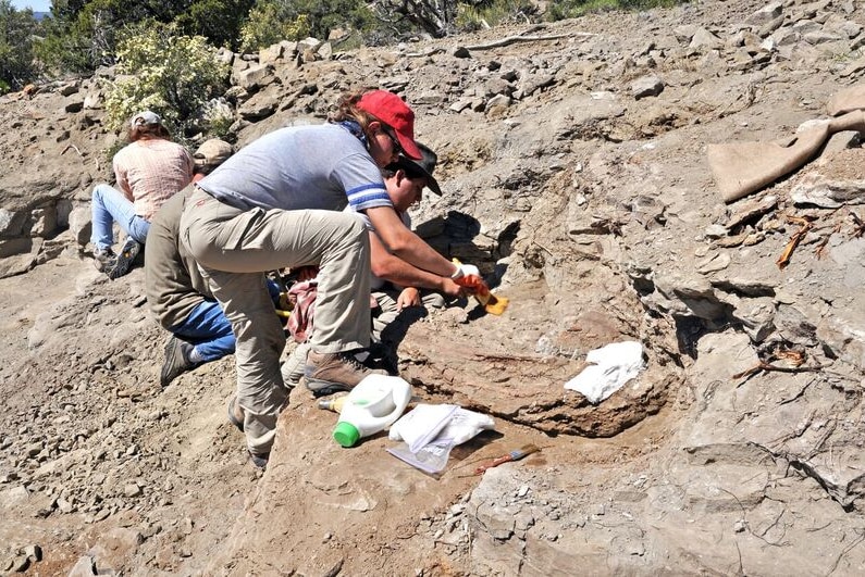 Excavating for a new species