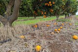 fallen oranges