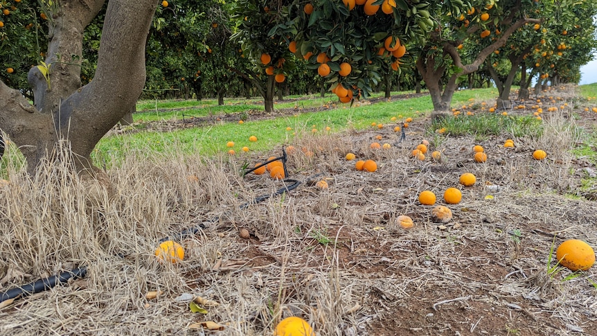 fallen oranges