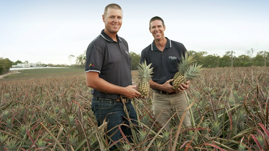 The brothers holding pineapples in a pineapple field.