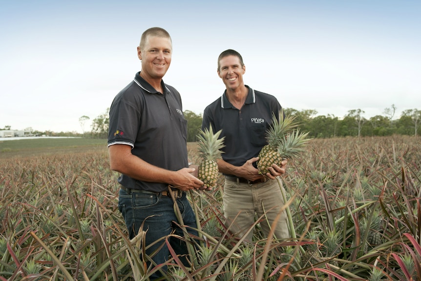 The brothers holding pineapples in a pineapple field.