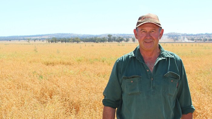 Grain grower Keith Perrett standing in his chickpea crop at Kelvin near Gunnedah in NSW.