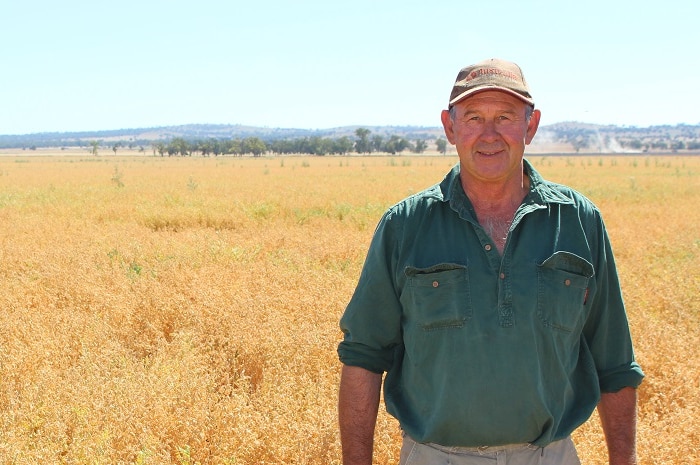 Grain grower Keith Perrett standing in his chickpea crop at Kelvin near Gunnedah in NSW.