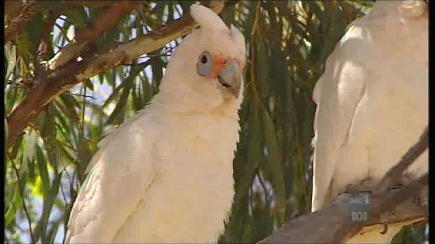 Corellas menace wheat towns