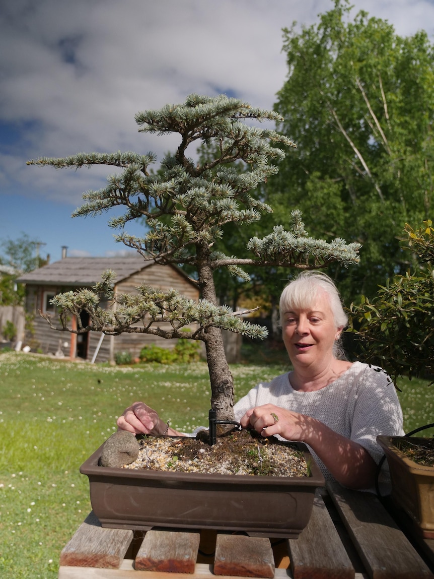 A woman smiling as she pulls a small weed from near the base of a pine bonsai tree.