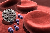 3D computer rendering of a red blood cell, white blood cell and bacteria on tissue surface.