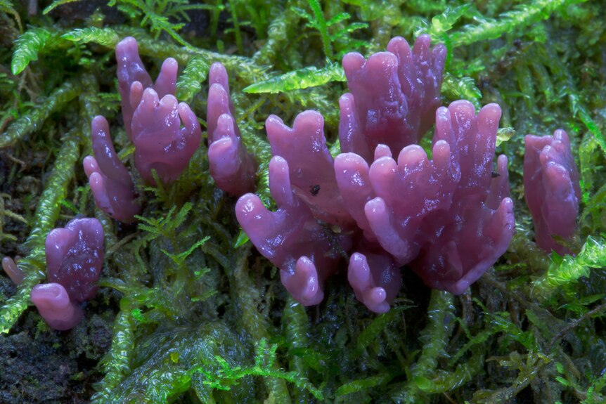 Purple fungi