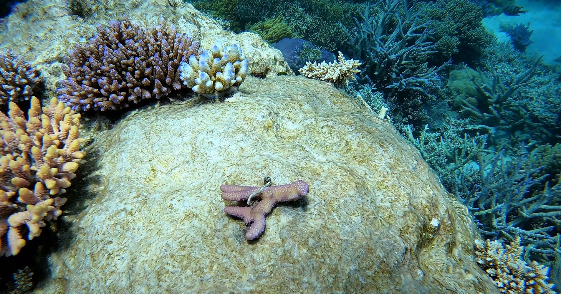 coral underwater