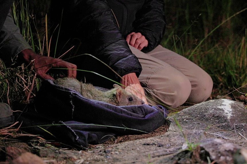 A small fluffy Northern Bettong is being released into nature