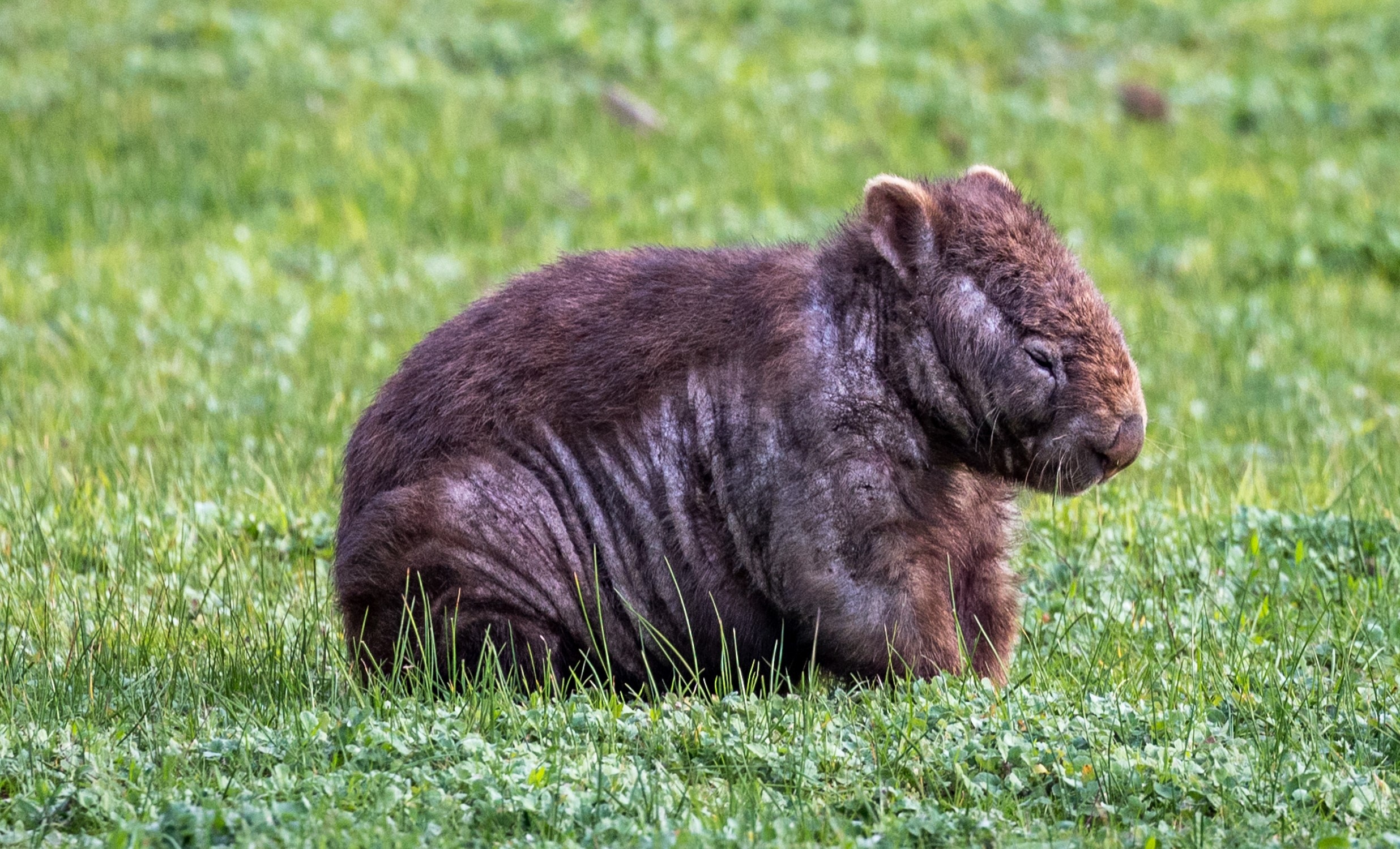 A wombat with mange, image from Katja Gutwein