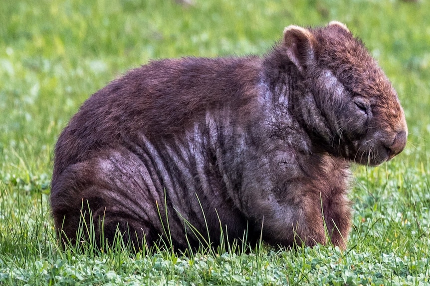 A wombat with mange, image from Katja Gutwein