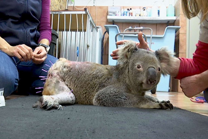 Bruiser the koala lies on a black mat with acupuncture needs in his backside