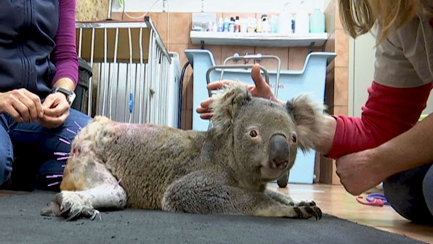 Bruiser the koala lies on a black mat with acupuncture needs in his backside