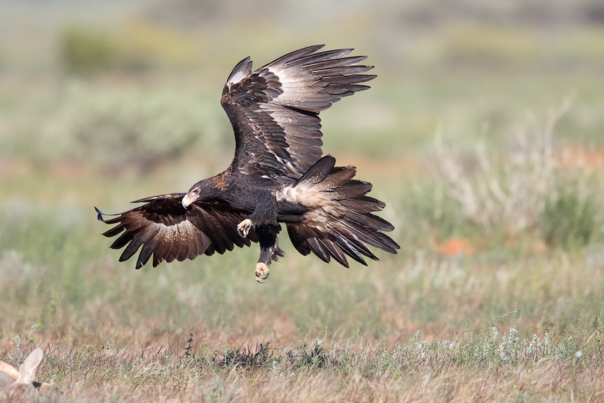 Drone attacking wedge-tailed eagle