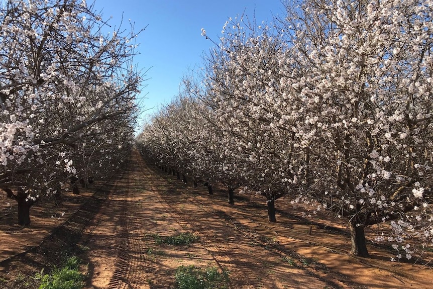 A row of blossoming almond trees.