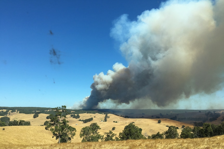A bushfire viewed across a paddock