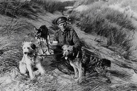 War dogs with soldier.