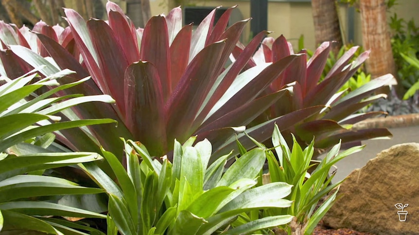 Large purple-leafed bromeiliad with green-leafed varieties in foreground.