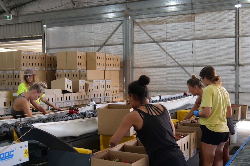 A group of young women and a young man work packing fruit boxes in a shed.
