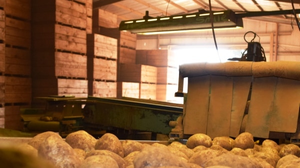 Potatoes on a grader in Thorpdale, South Gippsland.