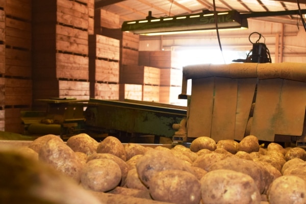 Potatoes on a grader in Thorpdale, South Gippsland.