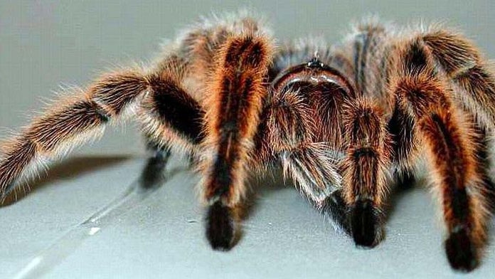 A Chilean rose tarantula