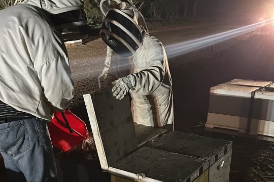 beekeepers in protective suits pour bucket of petrol over hives to euthanase bees at night
