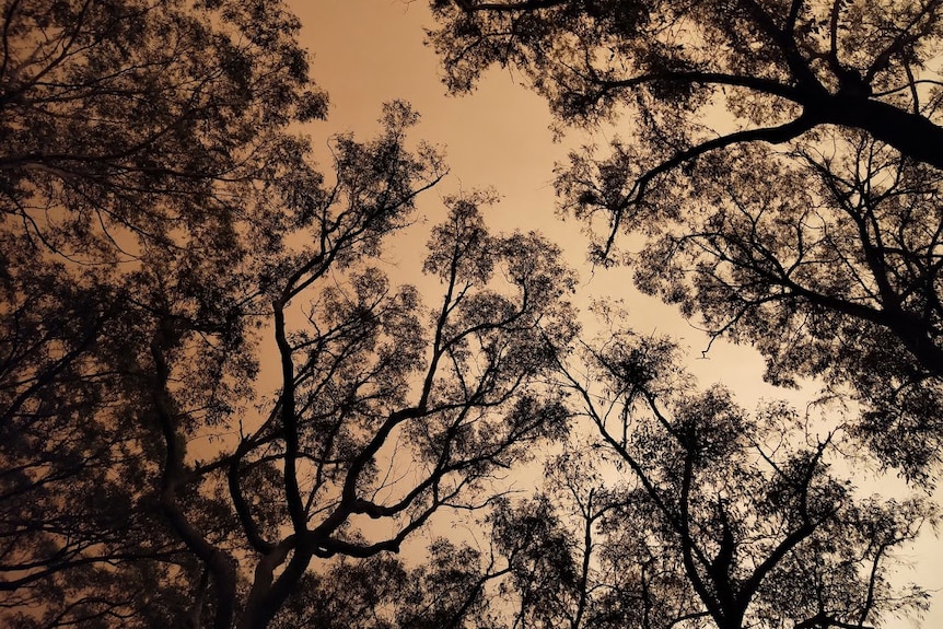 Orange sky through trees.