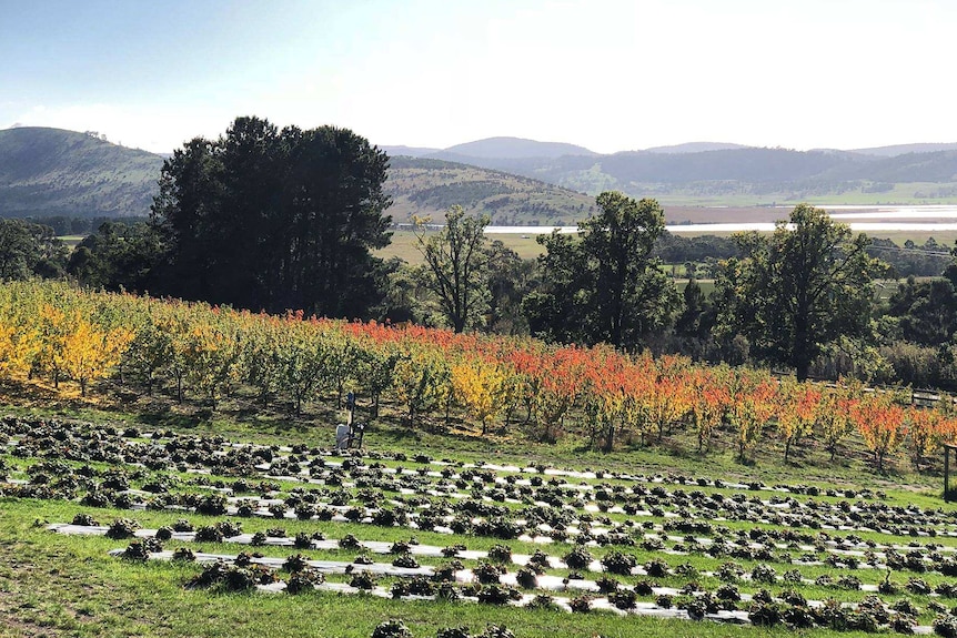 Berry garden and orchard.