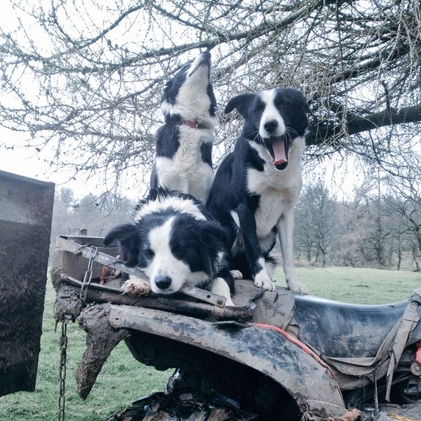 Three border collies