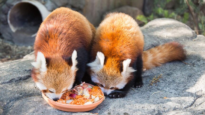 Mum and daughter enjoy some food at Canberra's zoo.