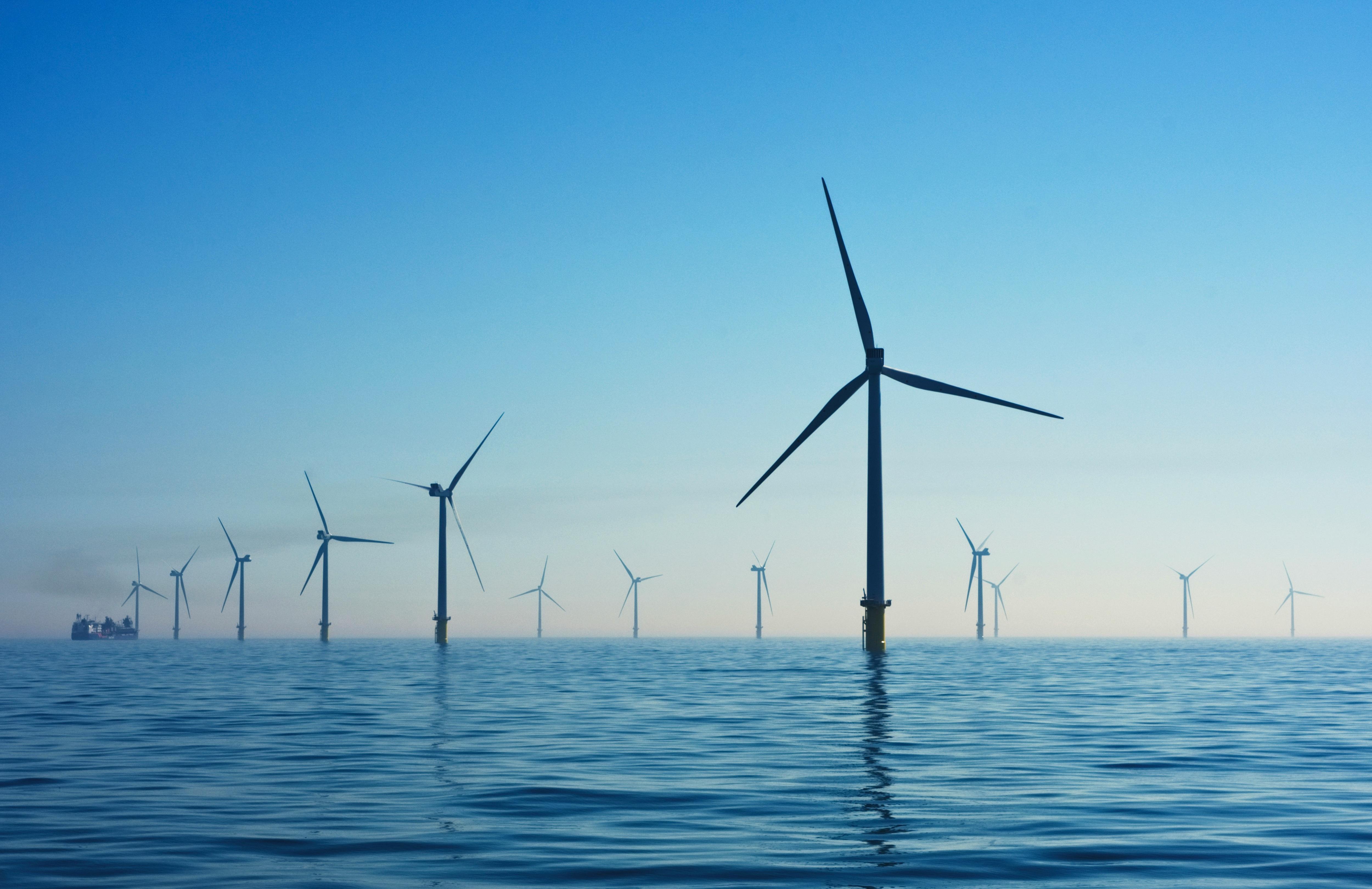 Offshore wind farms a haven for marine life