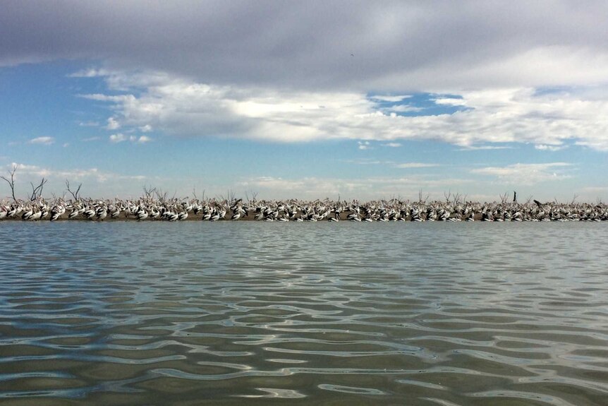Thousands of pelicans sitting on sandbank, under a cloudy sky