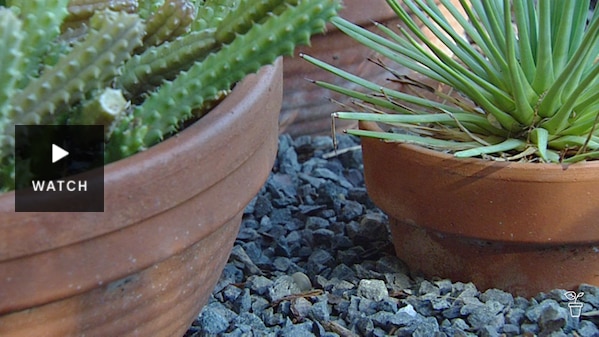Succulent plants in terracotta pots. Has Video.