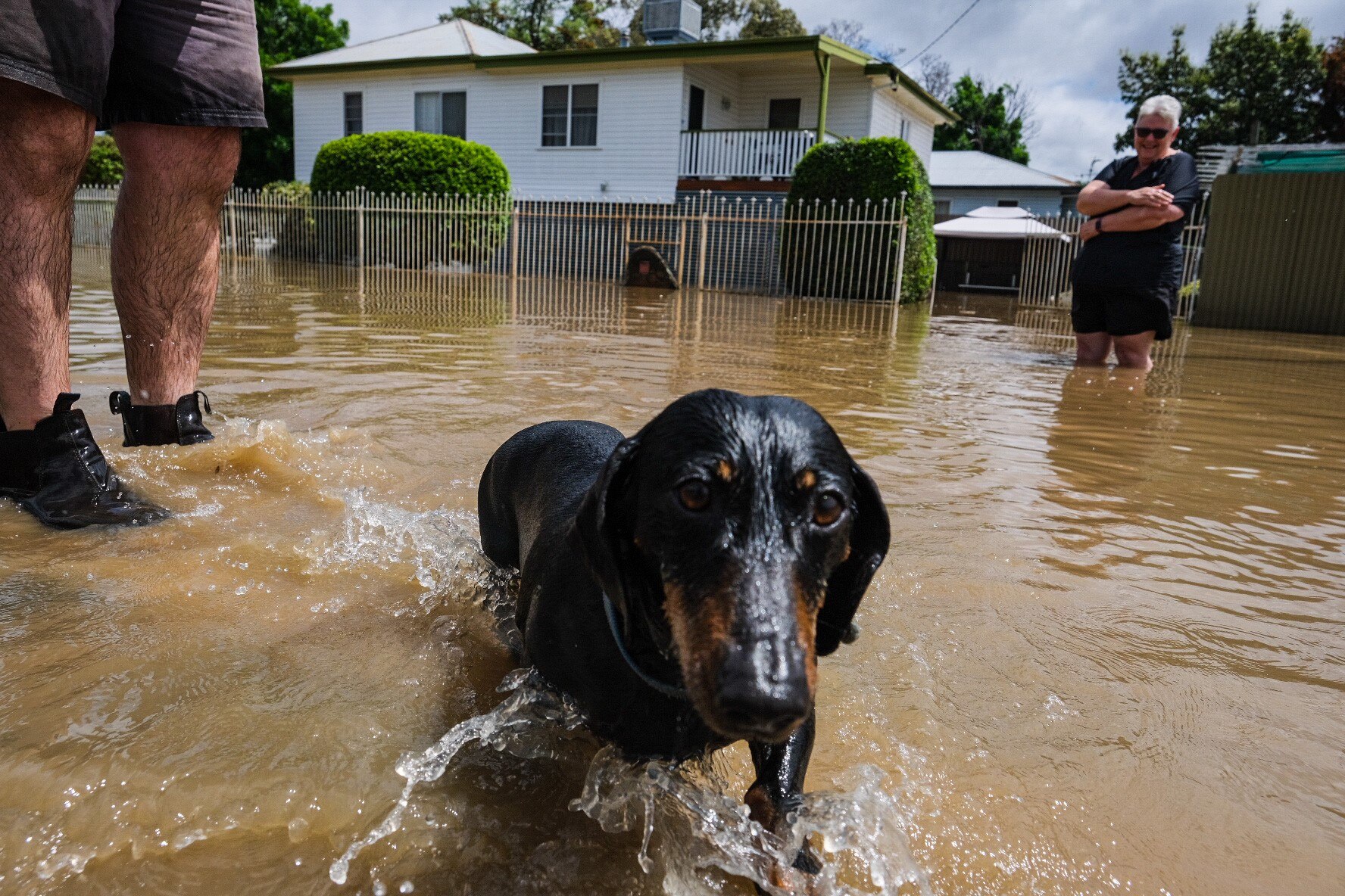 A small dog glides through brown water as its owner walks through knee-high water