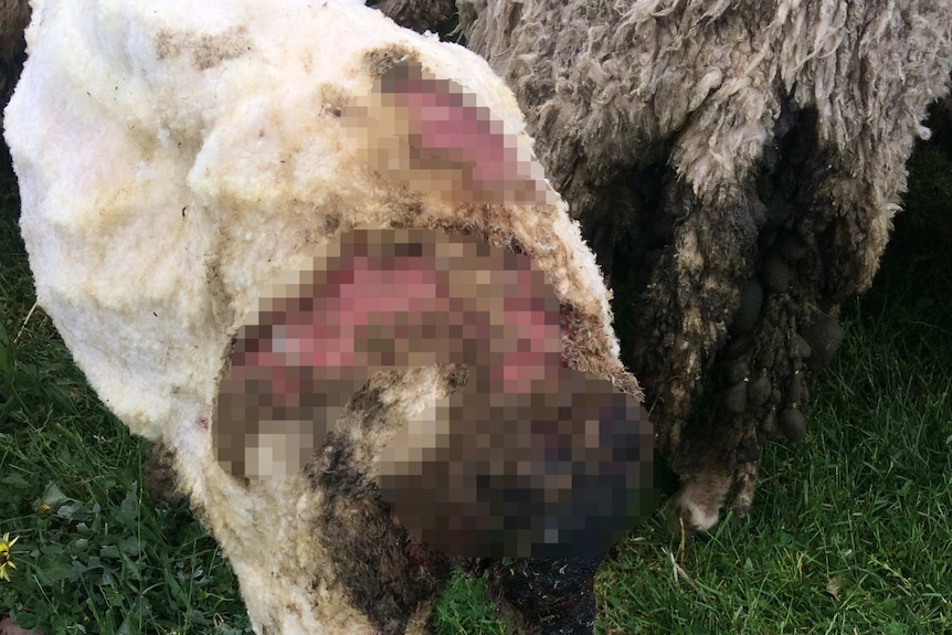 A pixelated wound on the back of a shorn sheep.